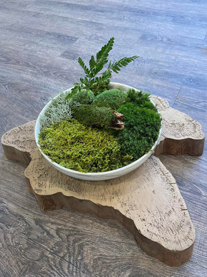 Winter is the time for a indoor moss garden!