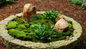 The Benefits of Creating a Japanese Moss Garden at Home