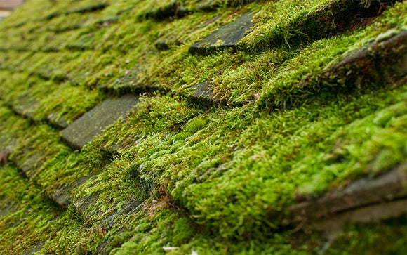 The Beauty and Benefits of Moss: Why Removing it with Chemicals is Harmful and Unnecessary