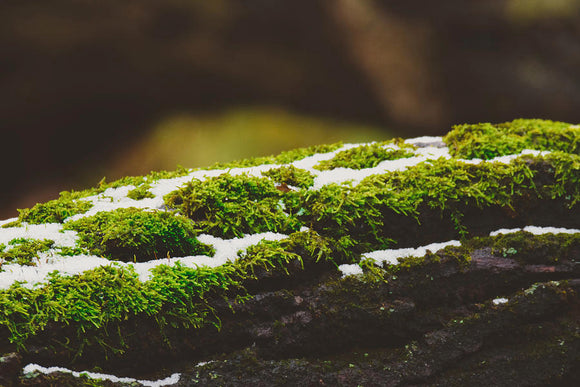 Gardening with Moss in the Winter: A Guide for Moss Enthusiasts