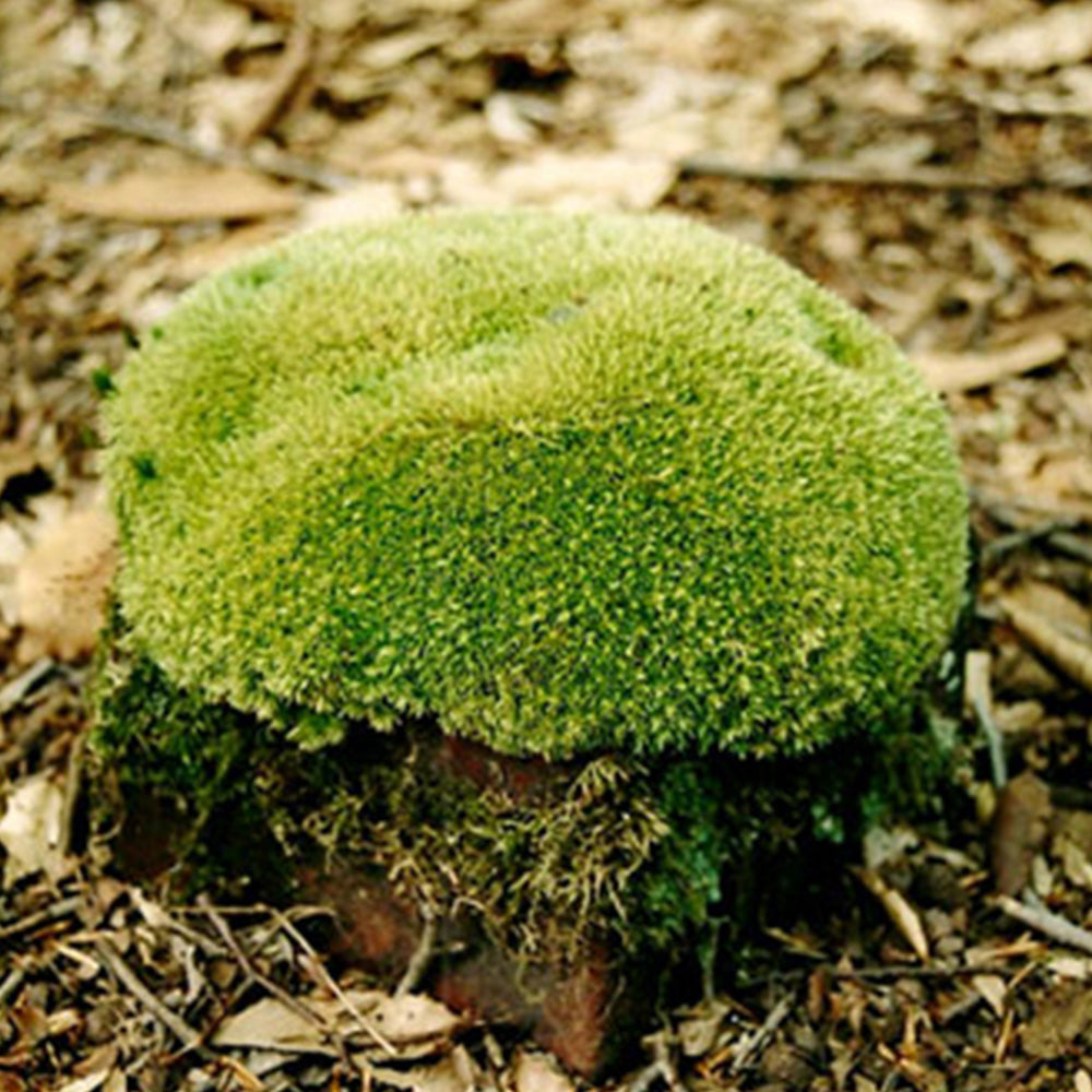 Pin Cushion Moss, Leucobryacae Glaucum, Aka Cushion Moss, Pillow Moss 