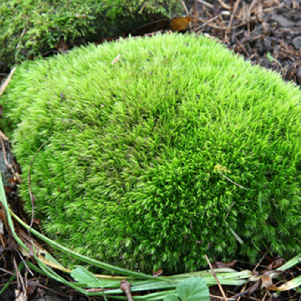 Preserved short moss, Leucobryum, pole moss Green 20x50cm, for DIY