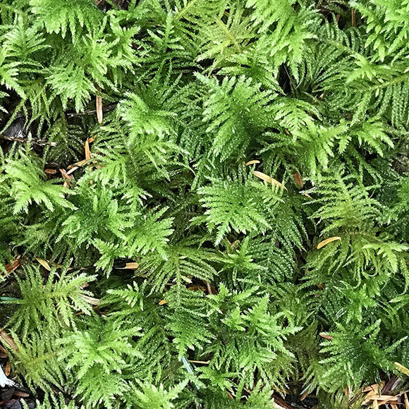 Fern Moss - Thuidium delicatulum