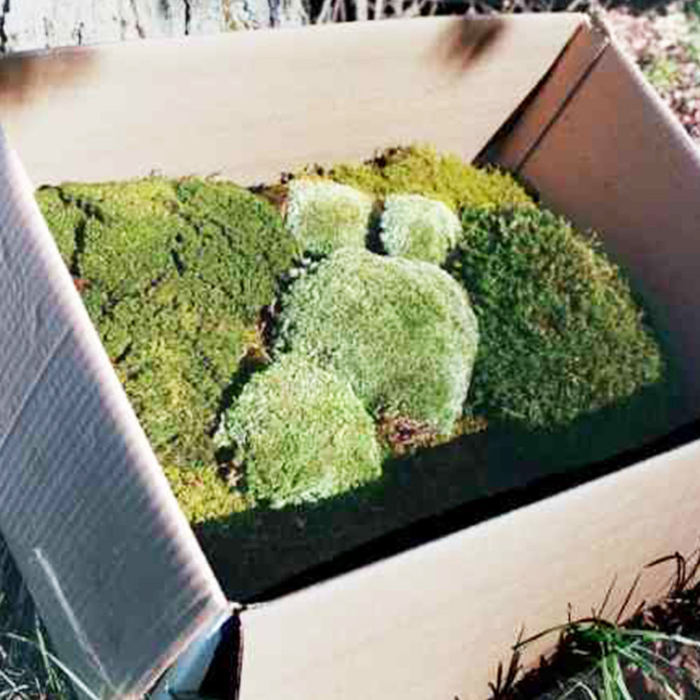  1 sq. ft Preserved Moss Pillow Moss, Moss for Potted