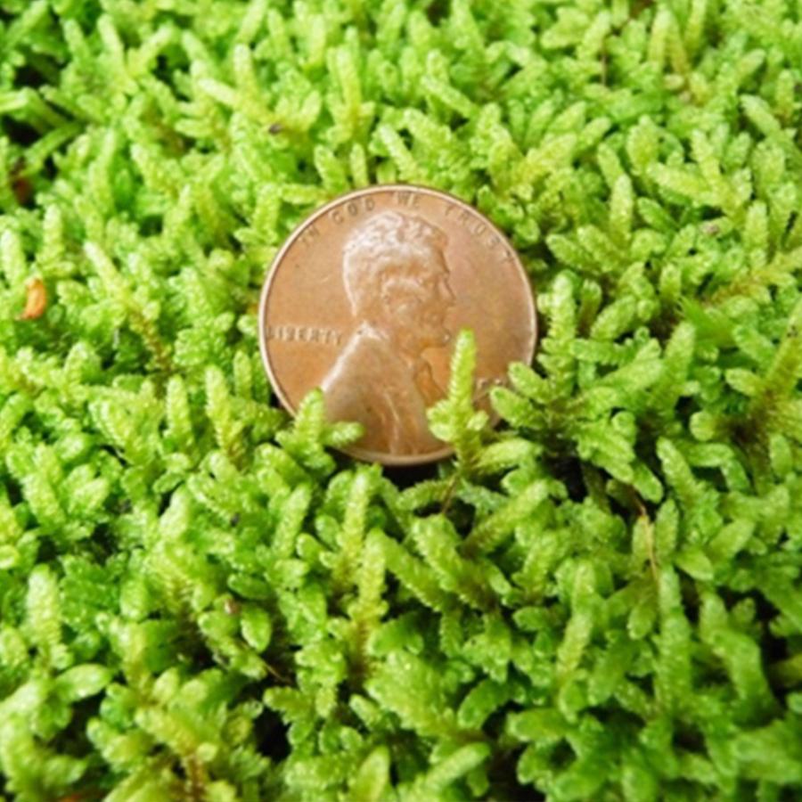 Bulk Sheet Moss - Hypnum imponens – Moss Acres