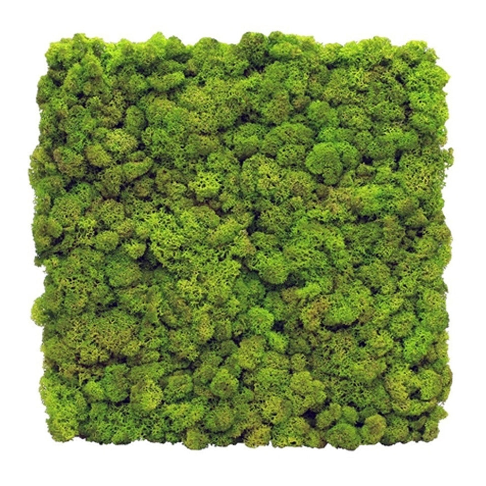 Moss Panel  Decorate inside with moss wall panels - WoodUpp