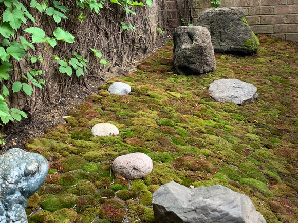 Uncovering the incredible abilities of the humble moss plant!