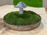 Mossy Mushroom - Live Moss