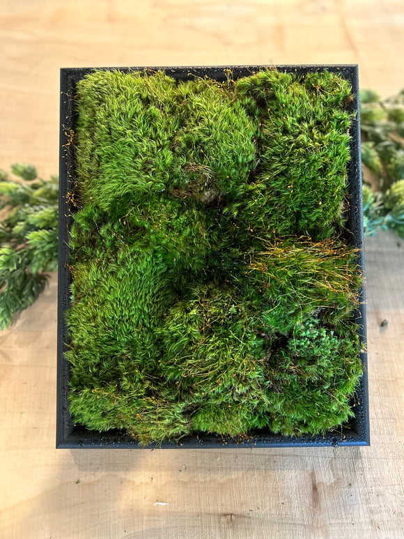 Haircap Live Moss For Sale