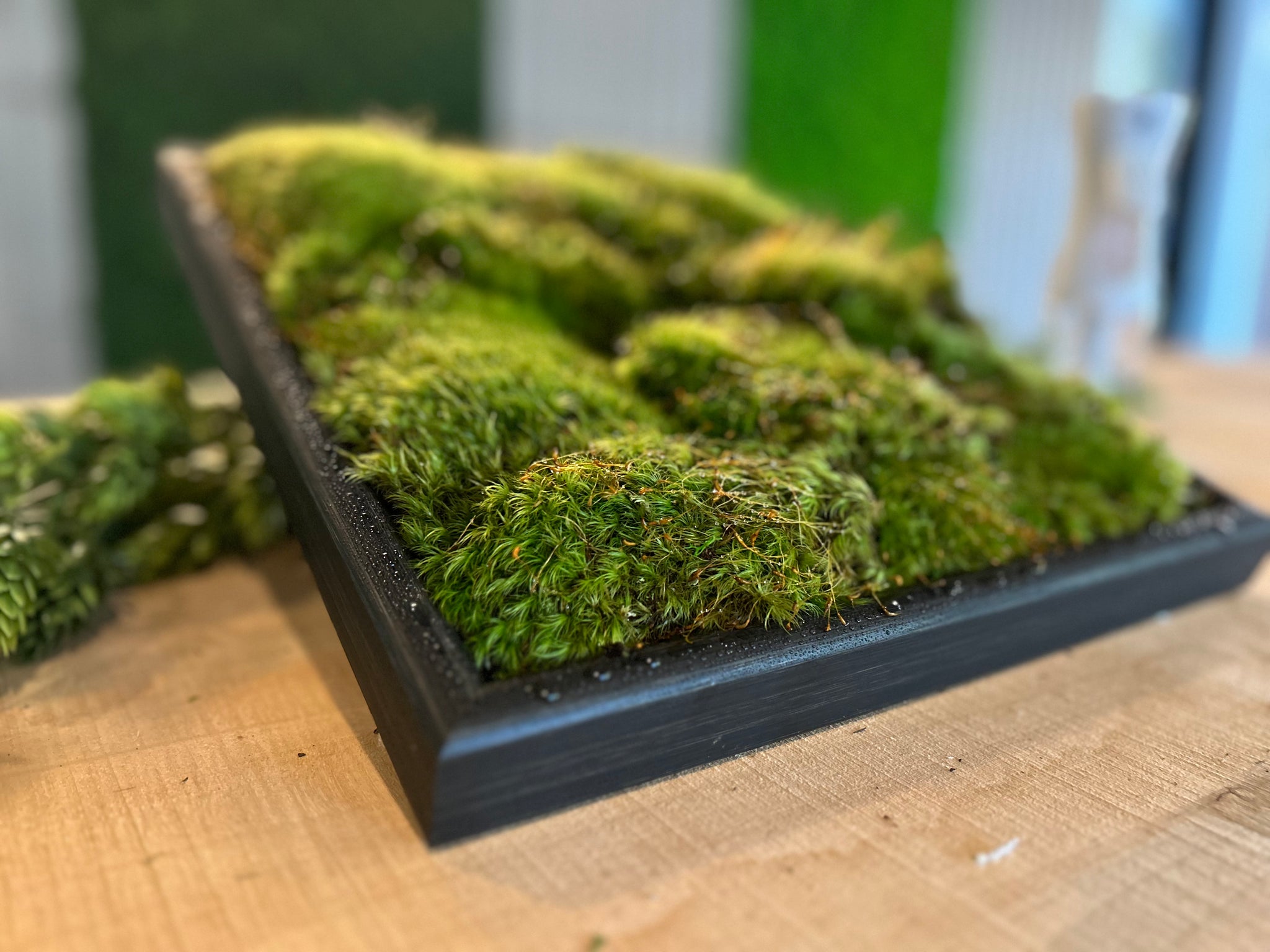 Moss Decor – Moss Acres