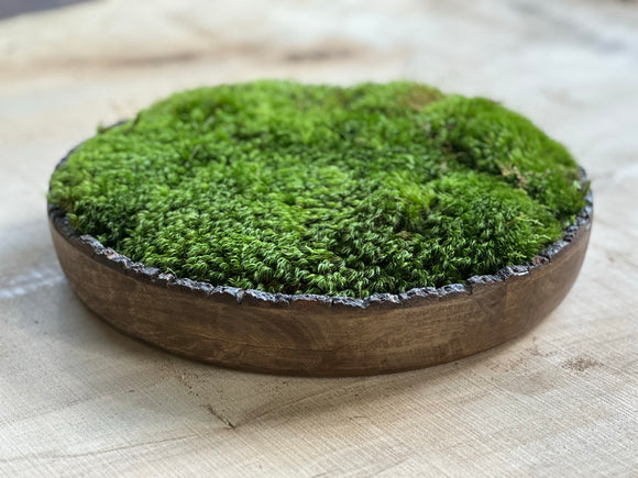 Live Moss Bonsai Tree (Case of 6 or 12) Packed for Retail – Moss Acres