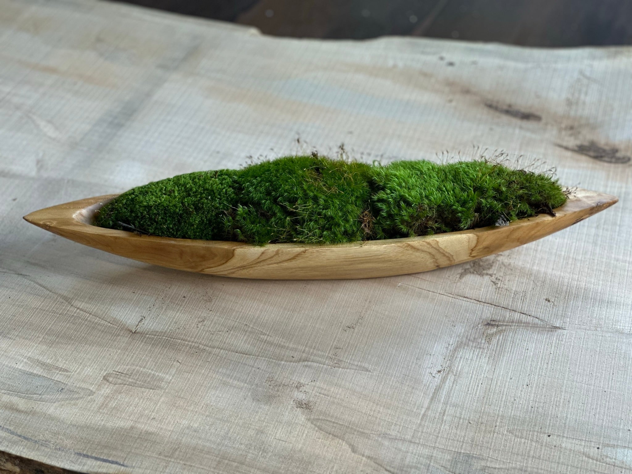 Enchanted Forest Mood Moss Bowl – Moss Acres