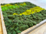Modern Harmony Moss Art: Tri-Color Wood-Framed Wall Piece