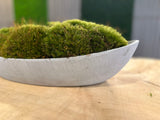 Modern Concrete-Style Moss Vessel