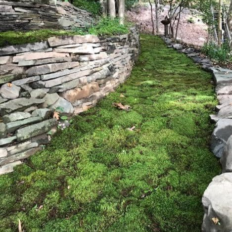Growing moss in the woodland garden — FERNS & FEATHERS