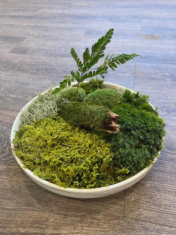 DIY TableTop Moss Garden Kit (Case of 6 or 12)