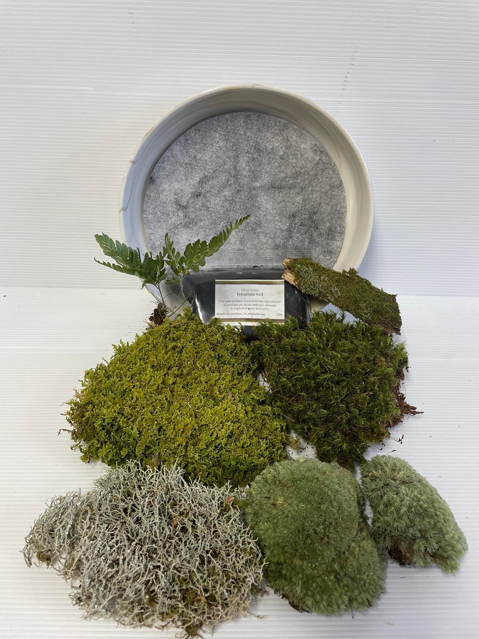 Square Moss Tabletop and Wall Decor
