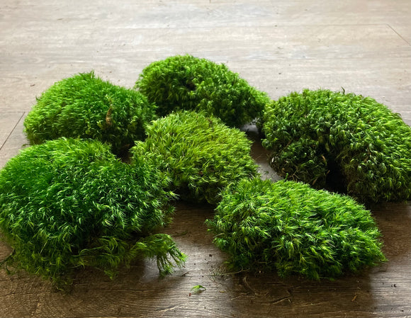 Natural Preserved Pillow / Mood Moss