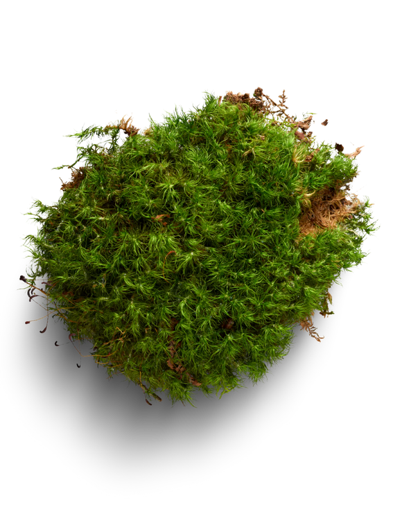 Rock Cap Moss - Dicranum scoparium (Mood Moss)