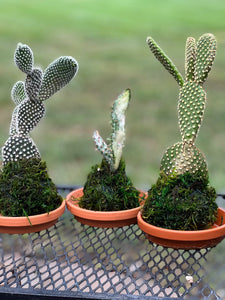 Mini Cactus Kokedama