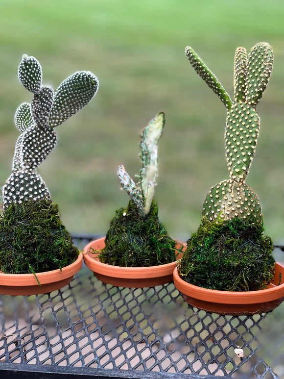 Mini Cactus Kokedama