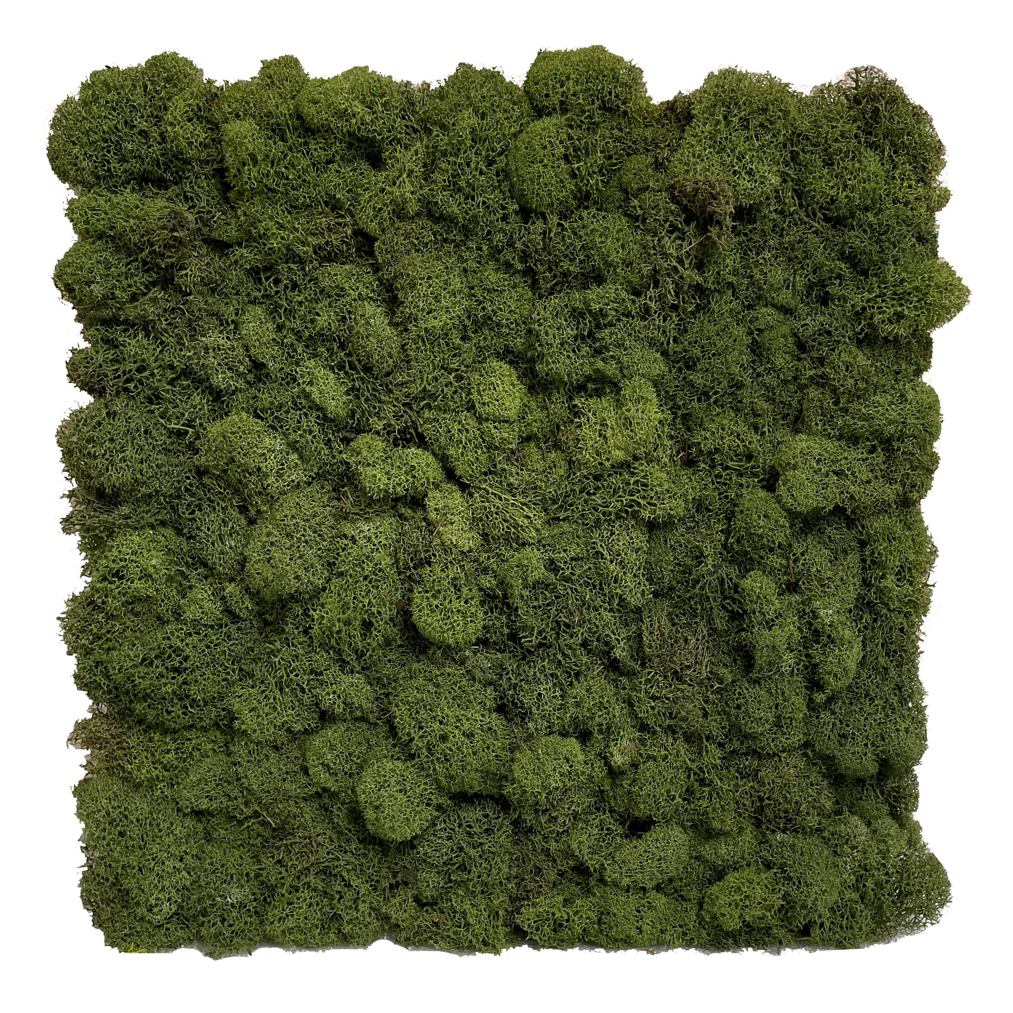 Patterns in Nature Preserved Moss Wall - 100% Real and Maintenance-free  Moss Wall
