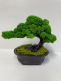 Live Moss Bonsai Tree