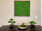 Natural Moss Framed Wall Art 25" x 25"