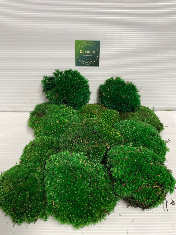 2.15 Sq.Ft Preserved Moss Bulk, Green Moss for Potted Plants, Preserved  Pole Mos