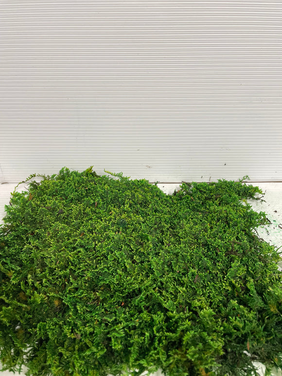 Wholesale Natural Preserved Sheet Moss