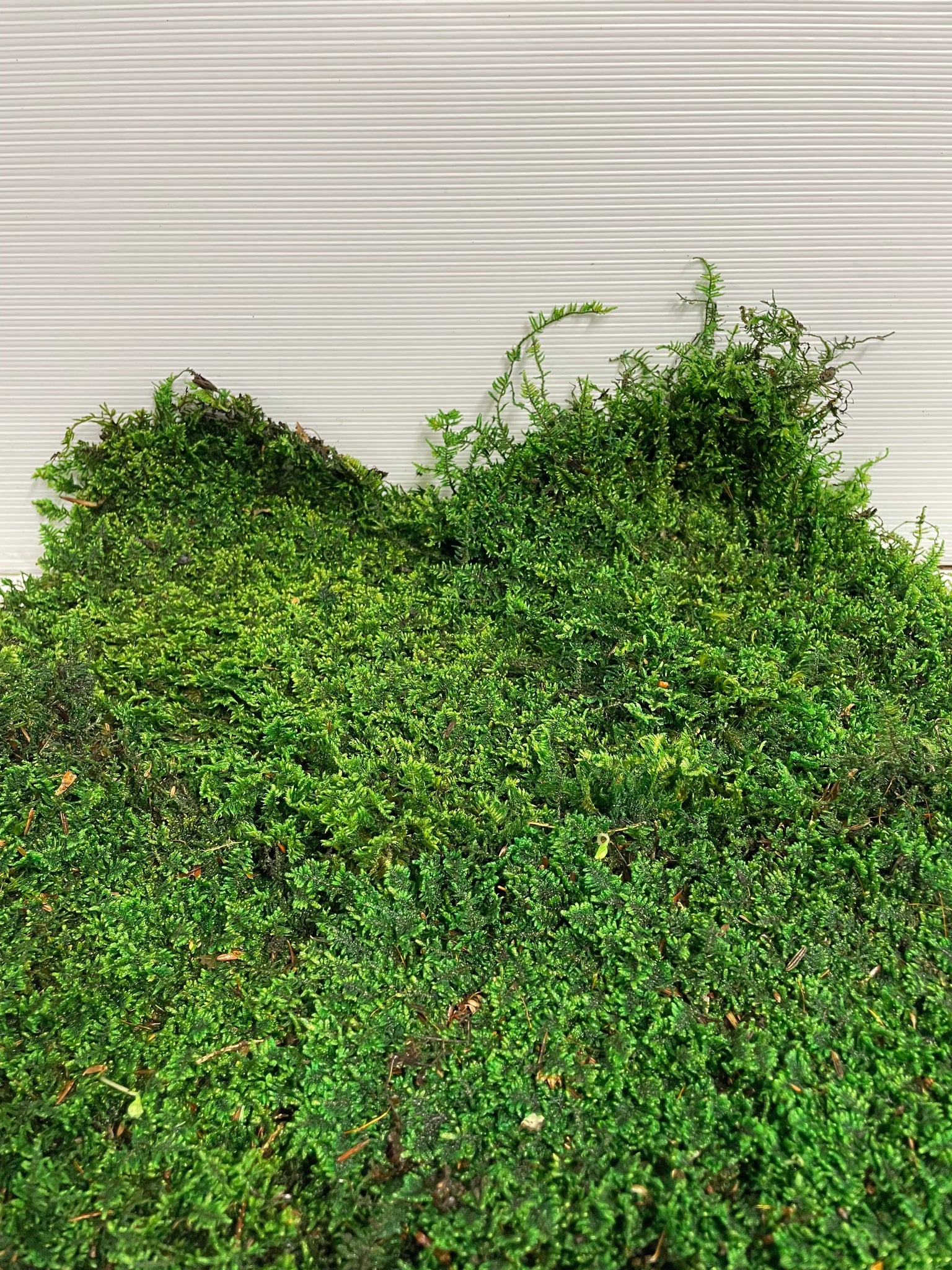 Wholesale Natural Preserved Sheet Moss – Moss Acres