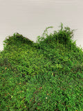 Wholesale Natural Preserved Sheet Moss