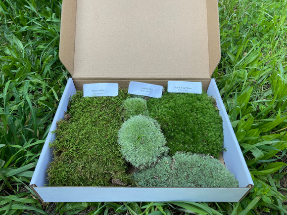 1 Quart of Fresh Live Mood Moss- Dicranum Scoparium – Tin Roof Treasure