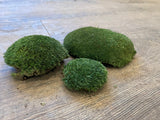 Wholesale - Natural Preserved Cushion Moss