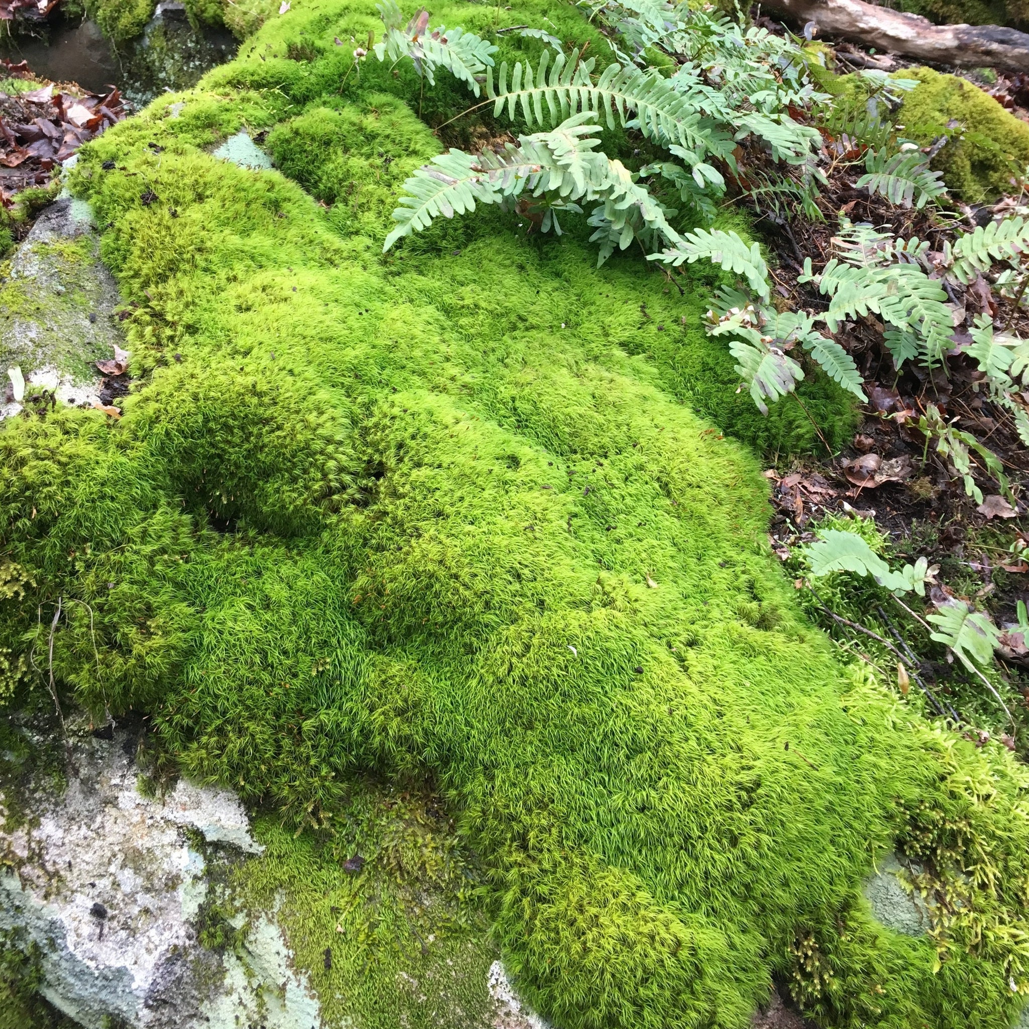 Bulk Fresh Rock Cap / Mood Moss (Floral & Crafts) – Moss Acres