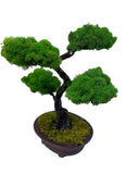 Live Moss Bonsai Tree