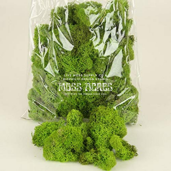 2.15 Sq.Ft Preserved Moss Bulk, Green Moss for Potted Plants, Preserved  Pole Mos