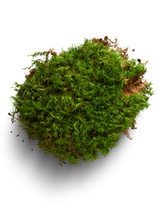Bulk Fresh Rock Cap / Mood Moss (Floral & Crafts)