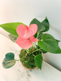 Anthurium Kokedama (Red or Pink)