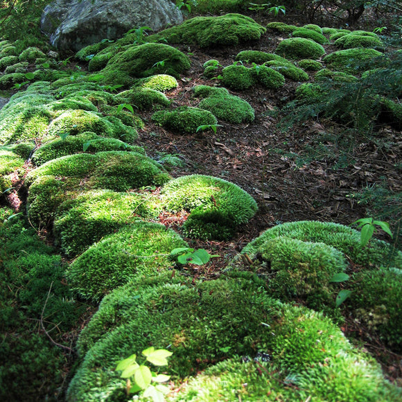 Bulk Fresh Sphagnum Moss – Moss Acres