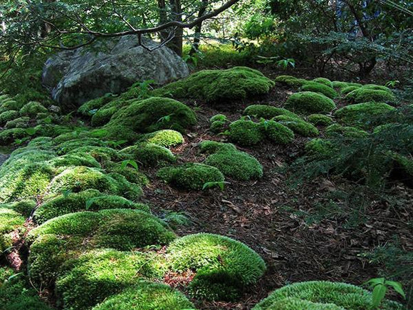 Sheet Moss (Hypnum) Natural & Dry – Moss Acres