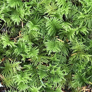 Fern Moss - Thuidium delicatulum