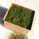 Bulk Fresh Shredded Forest Moss (Use for Floral / Crafts)