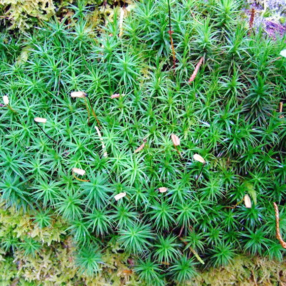 Haircap Moss - Polytrichum commune