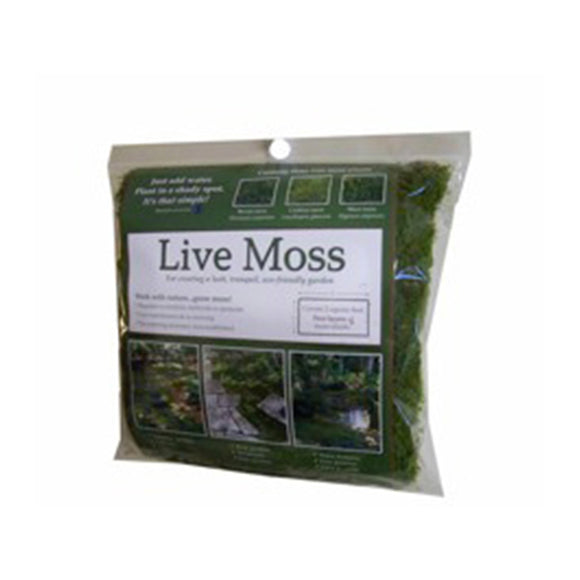 Bulk Fresh Cushion Moss (Floral, Crafts, Terrariums)