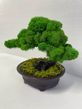 Live Moss Bonsai Tree (Case of 6 or 12) Packed for Retail