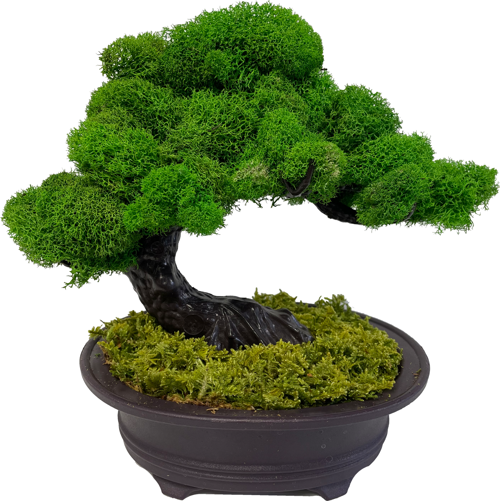 Buy Bonsai Tree Kit for Sale