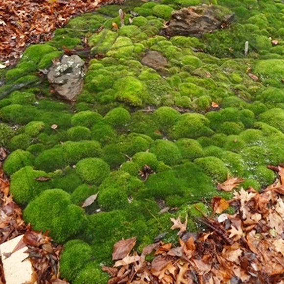 Mosses – Our Habitat Garden