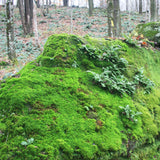 Rock Cap Moss - Dicranum scoparium (Mood Moss)