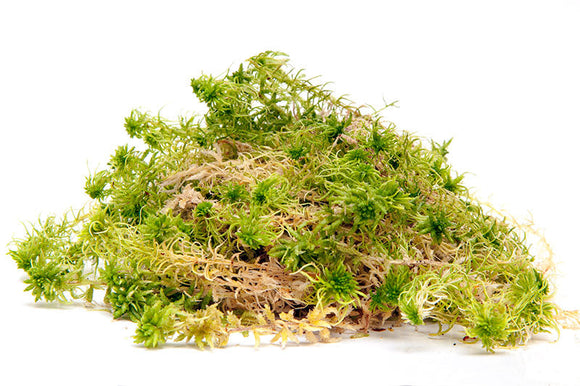 About Sphagnum Moss